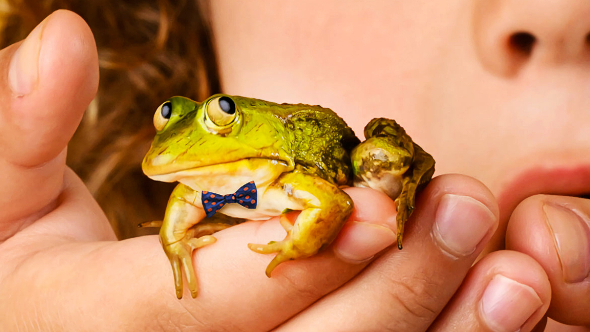 WEB Meester Kikker Zaantheater 